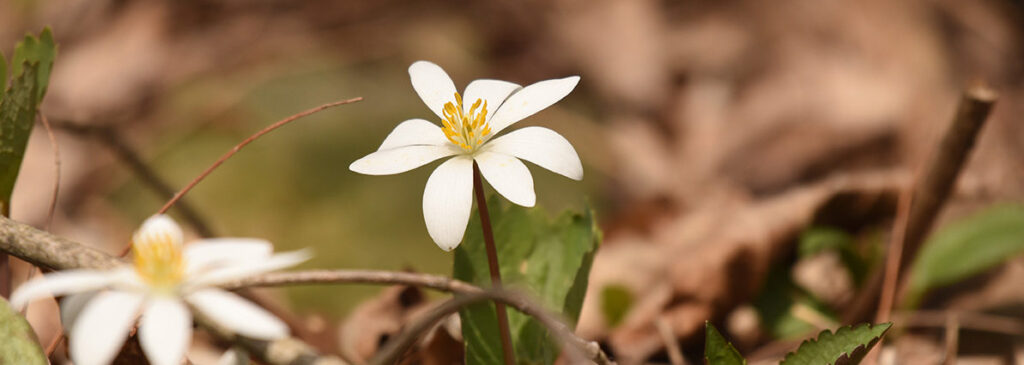 Discovering Natural Wonders: A Journey through Schlitz Audubon Nature Center - Photo Source